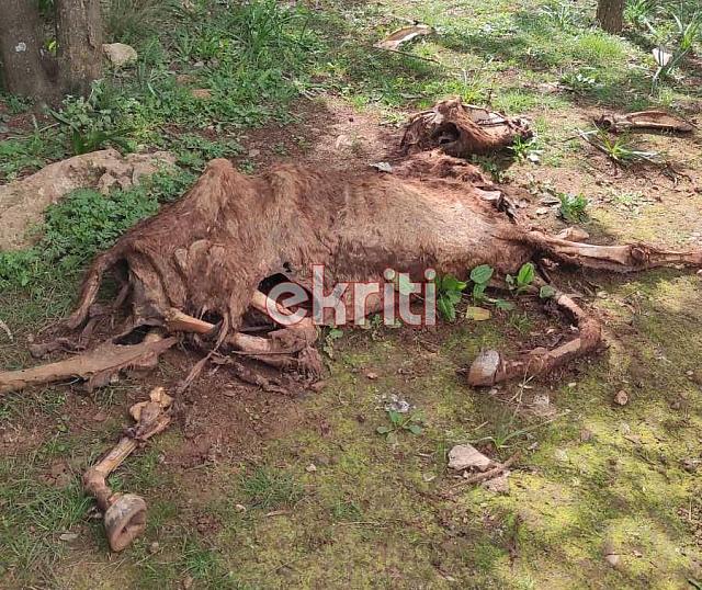Πετούν τα νεκρά άλογα στο Γιούχτα