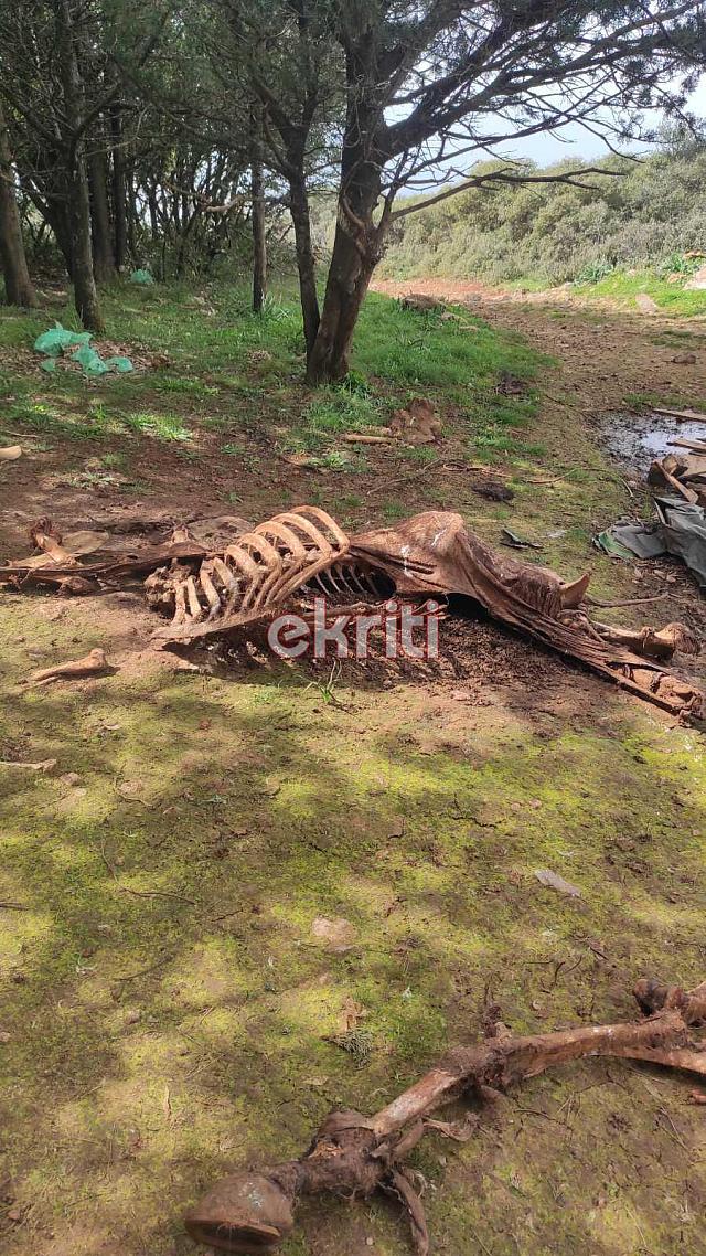 Πετούν τα νεκρά άλογα στο Γιούχτα