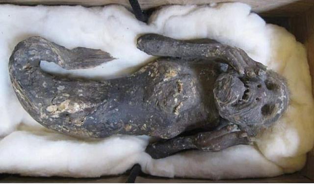 ΓΟΡΓΟΝΑ ΙΑΠΩΝΙΑς