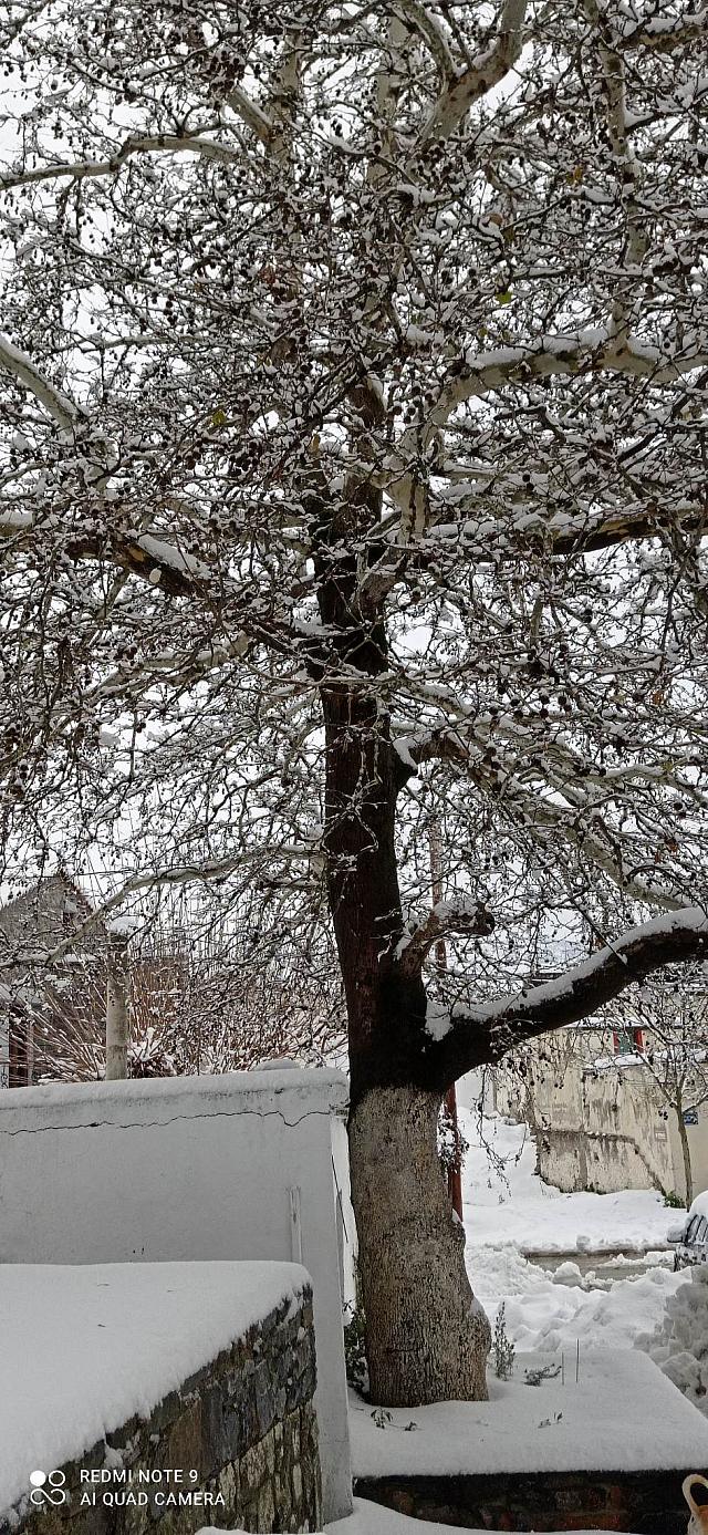 χιόνια καμαριώτης