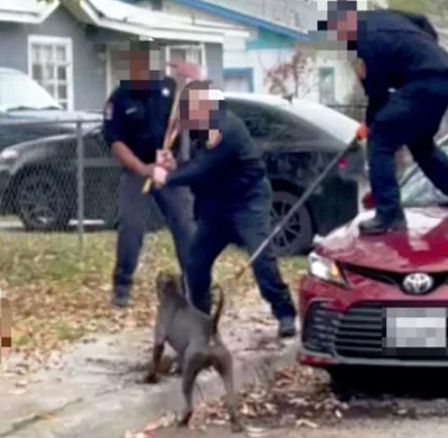 ΕΠΙΘΕΣΗ ΣΚΥΛΩΝ