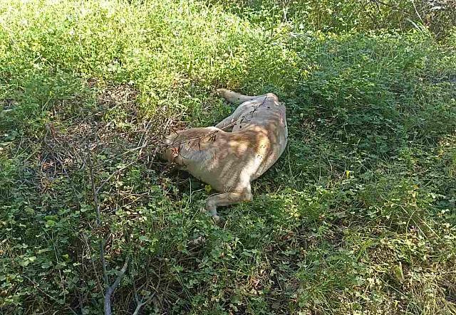 Σκυλιά φόλες