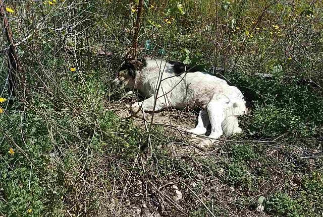 Σκυλιά φόλες