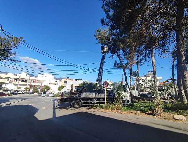 κοπη πευκων