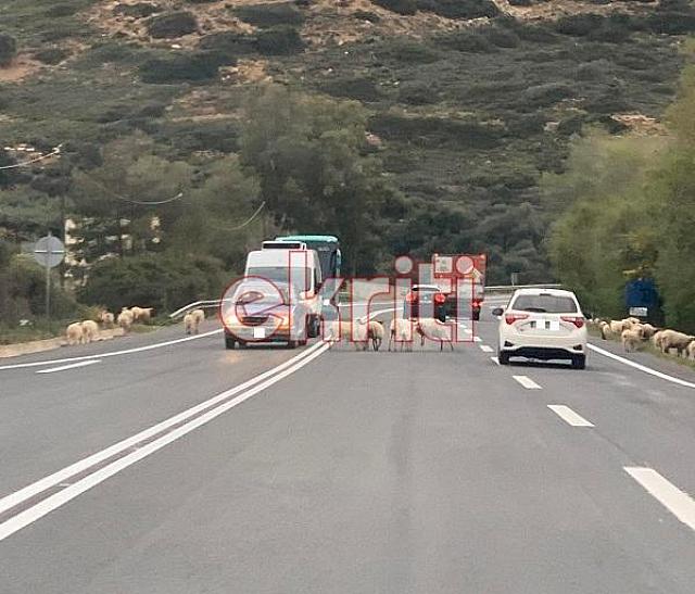 πρόβατα ΒΟΑΚ