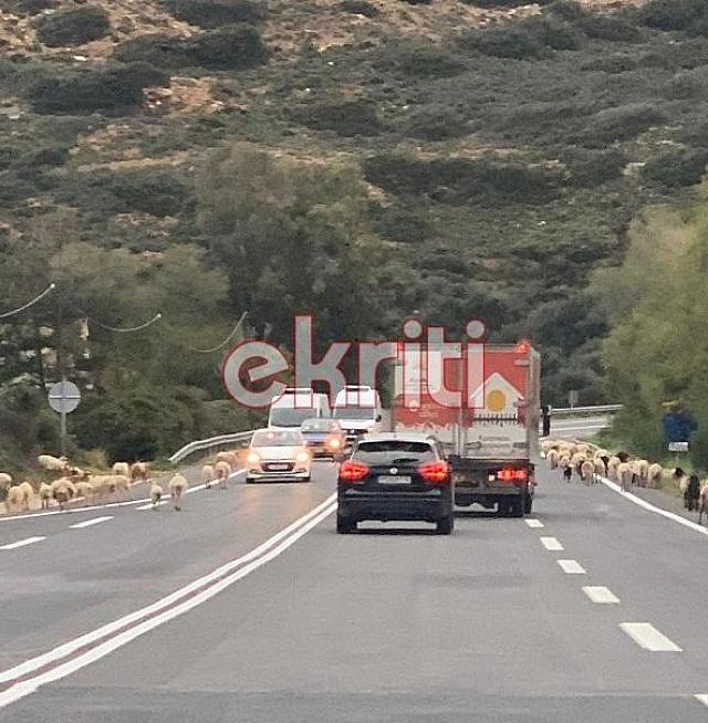 πρόβατα ΒΟΑΚ