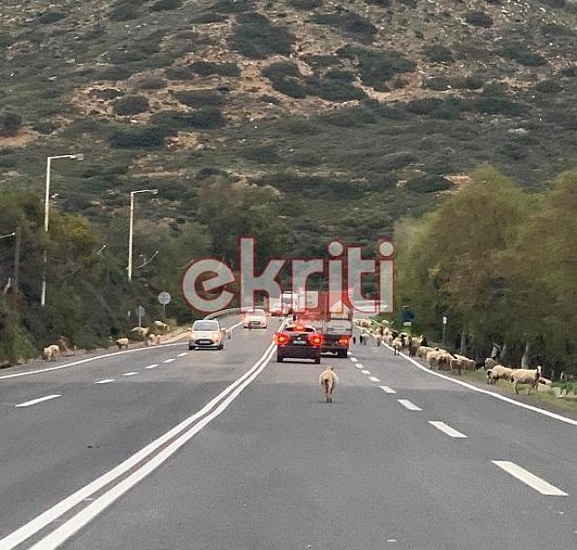 πρόβατα ΒΟΑΚ