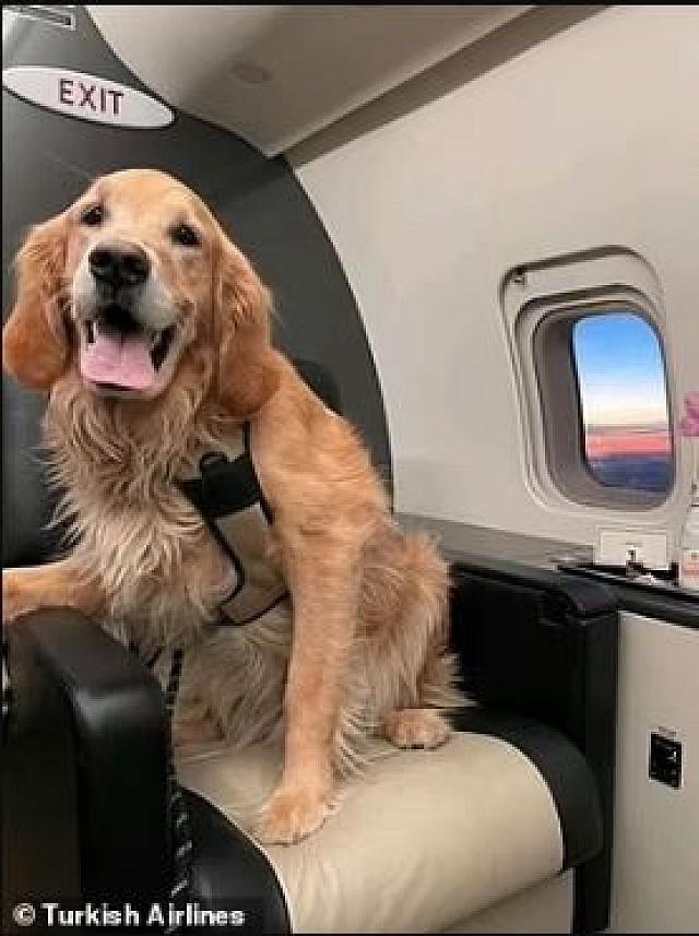 σκύλος σεισμός τουρκία