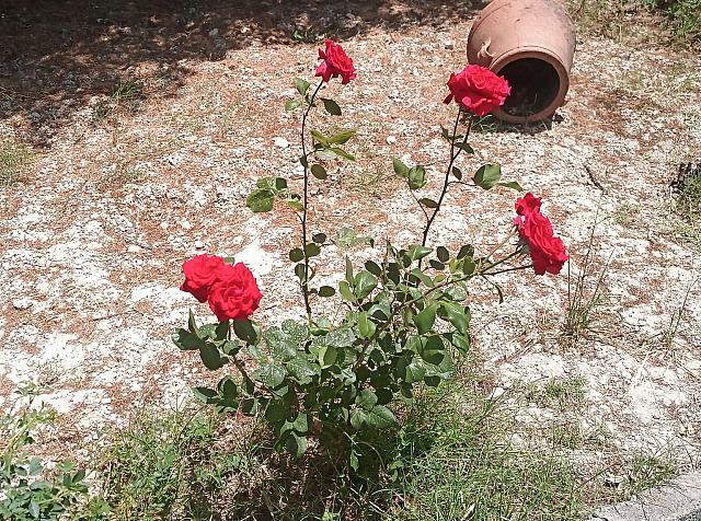 ΤΡΙΑΝΤΑΦΥΛΑ