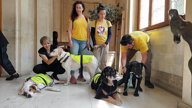 αδέσποτο δήμος ηρακλείου