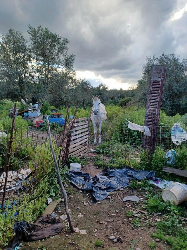 κακοποιηση ζωων