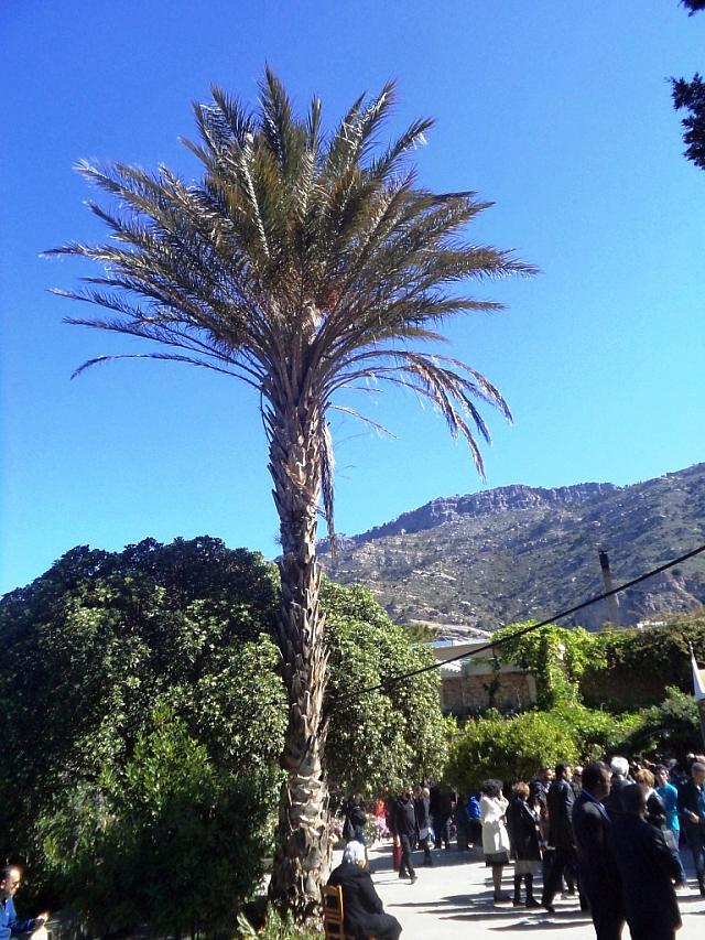 φοίνικας που φυτεψε ο χατζηανανιας