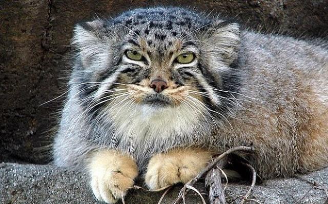 φουρόγατος