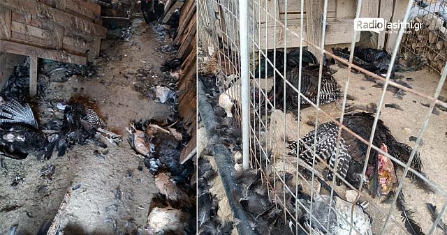 Γαλοπουλες