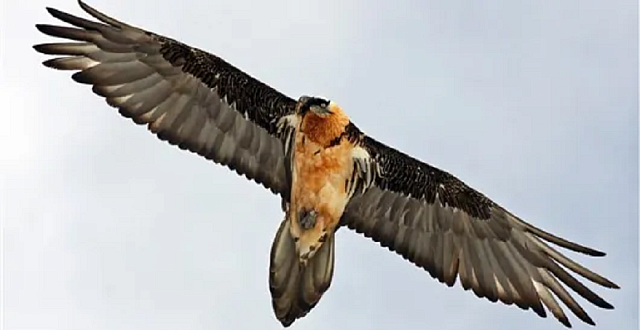 ερημίτης γυπαετός 