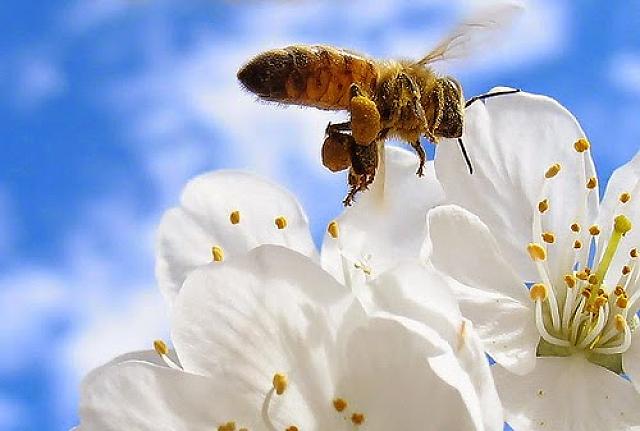 άνοιξη γύρη