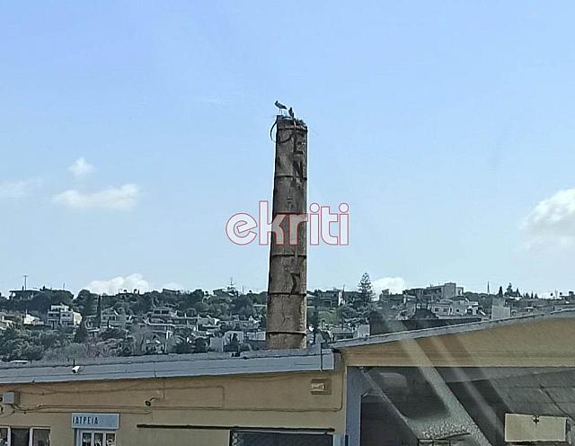 πελαργοί πεζά