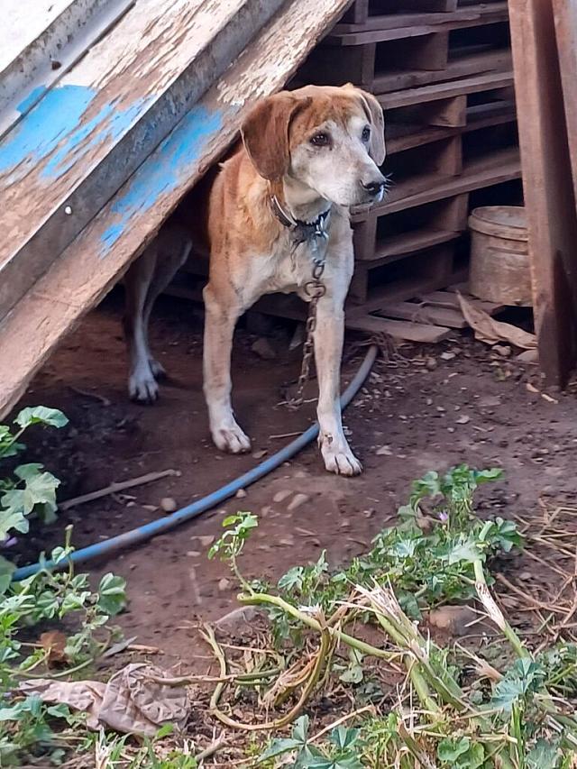 κακοποιηση ζωων