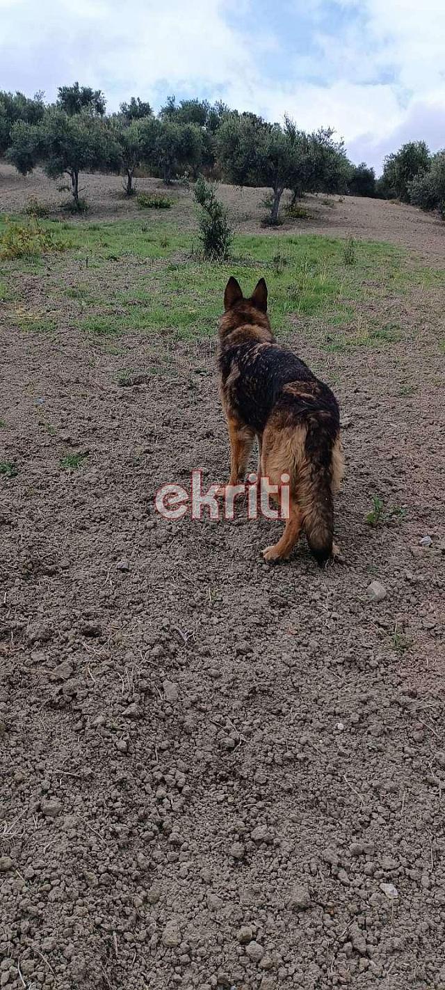 ερευνες - Αρχανες