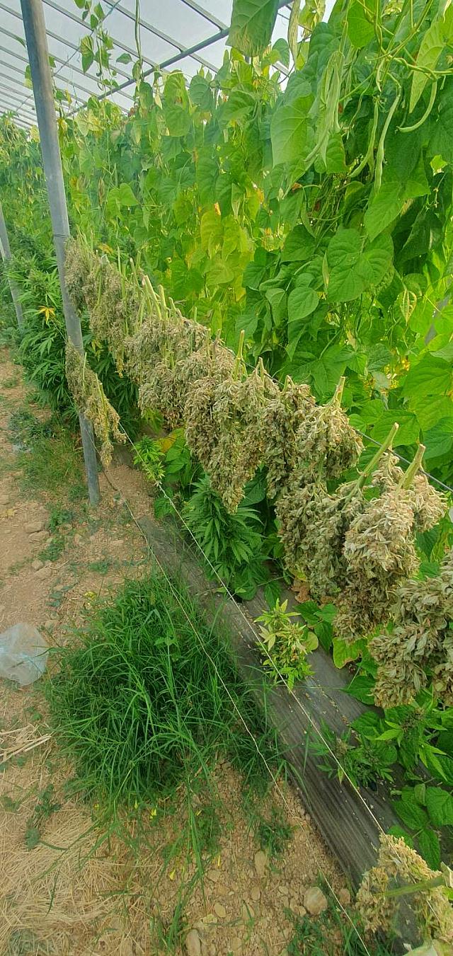 Θερμοκήπια μες χασίς