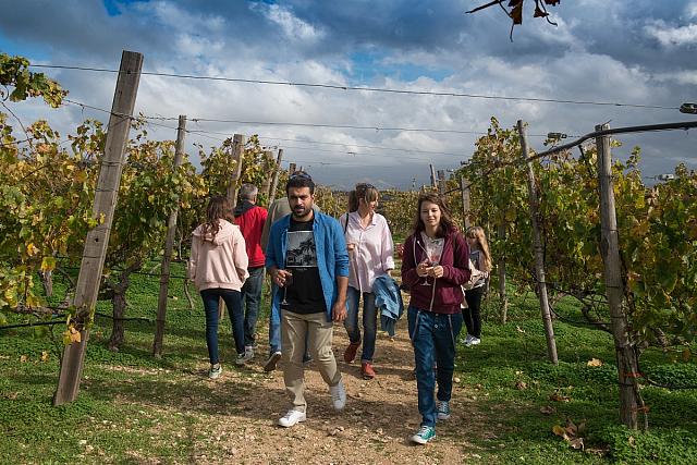 επισκεψη σε αμπελι