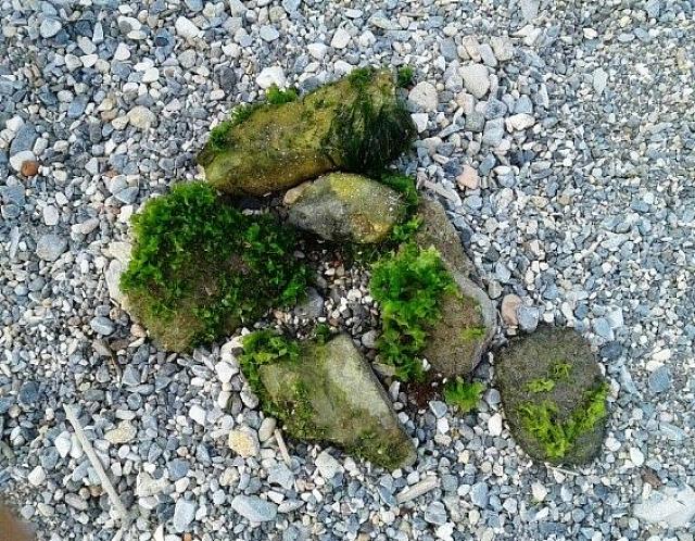 πετρα μαλλιαρη