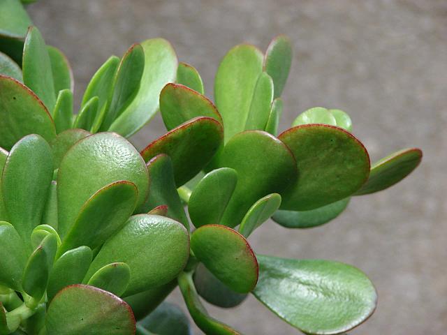  Crassula ovata