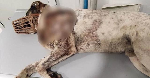 σκυλος βολος