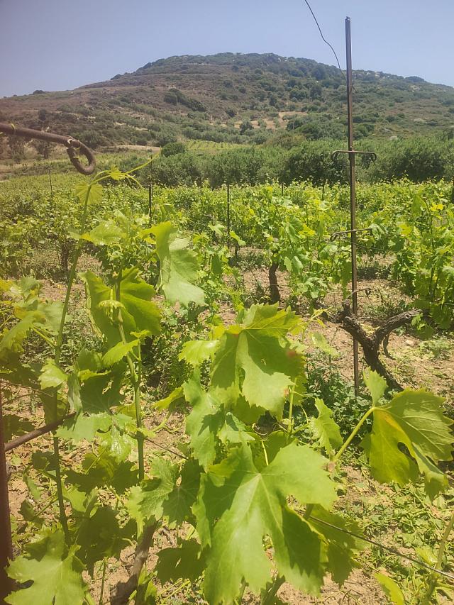 Αυτοψία στους αμπελώνες μετά τις βροχές και την απειλή του περονόσπορου