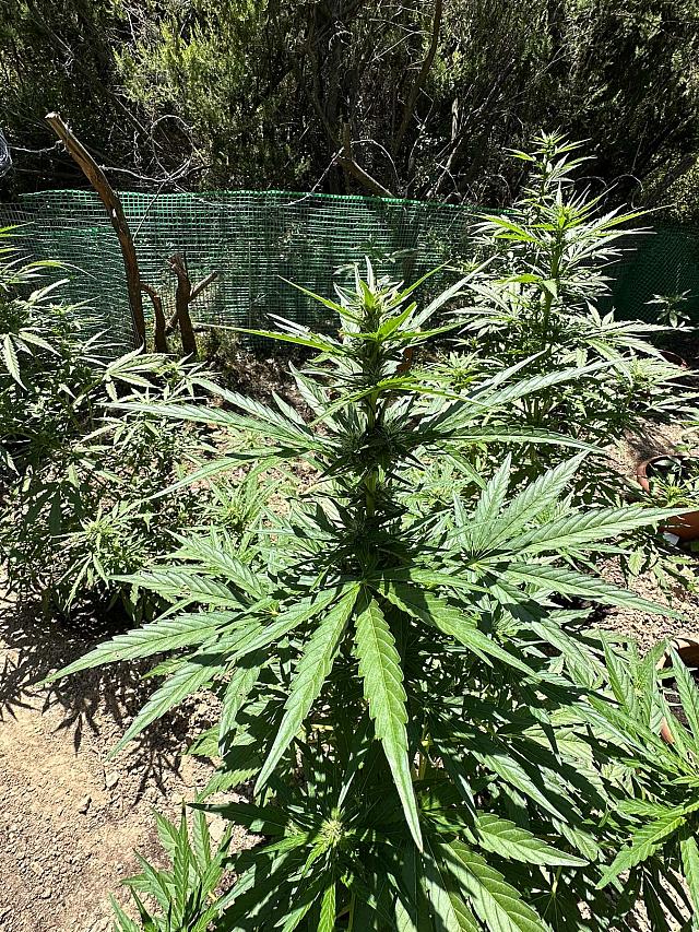 Αστυνομική επιχείρηση για τη χασισοφυτεία