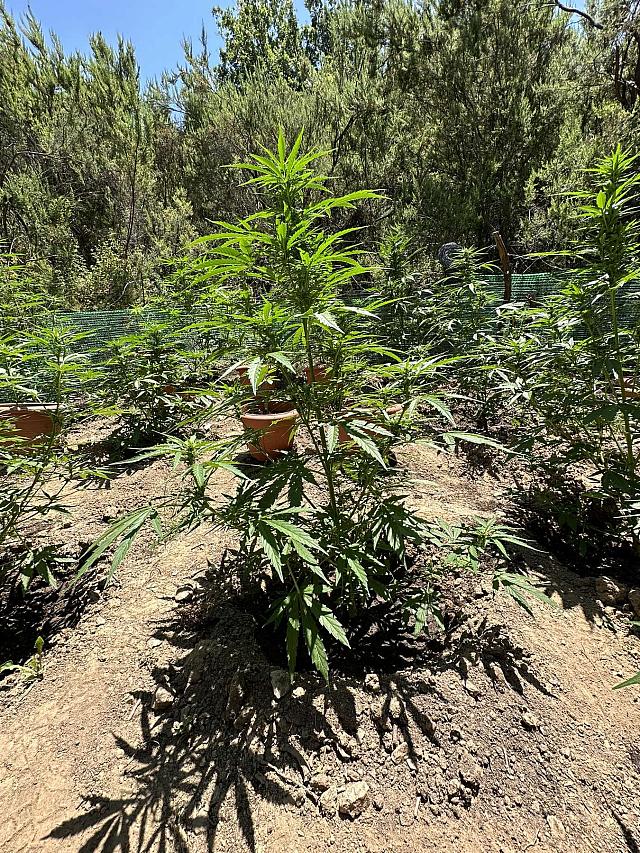 Αστυνομική επιχείρηση για τη χασισοφυτεία