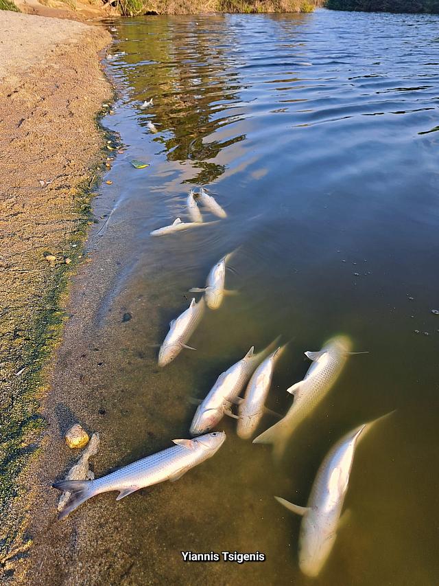 Νεκρα - Ψαρια