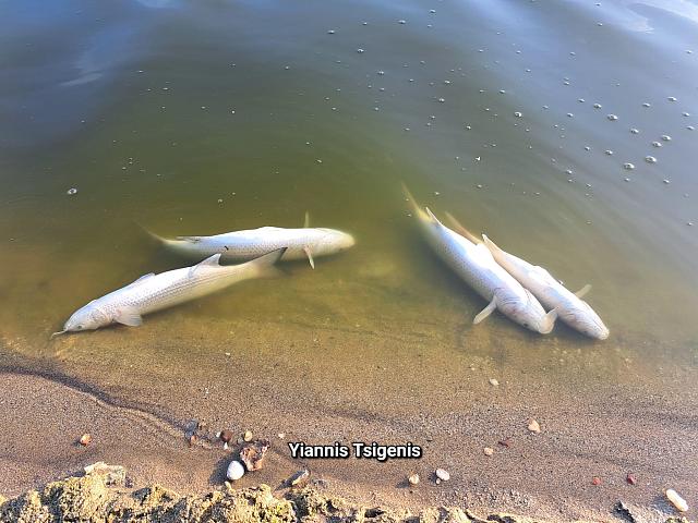 Νεκρα - Ψαρια