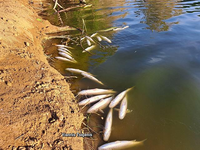 Νεκρα - Ψαρια