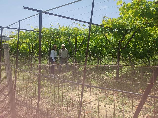 Αυτοψία στους αμπελώνες μετά τις βροχές και την απειλή του περονόσπορου