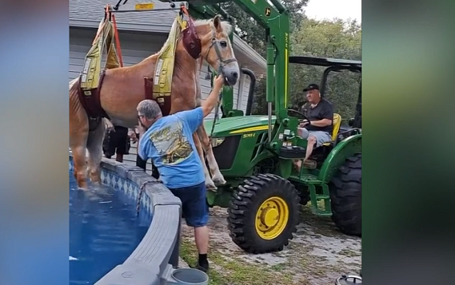 αλογο διάσωση