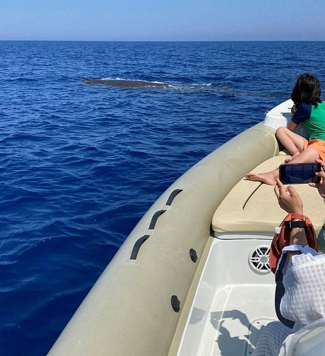 φάλαινα χανιά