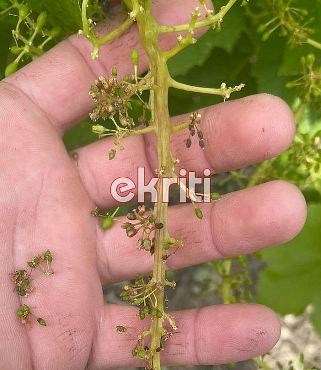 Περονόσπορος