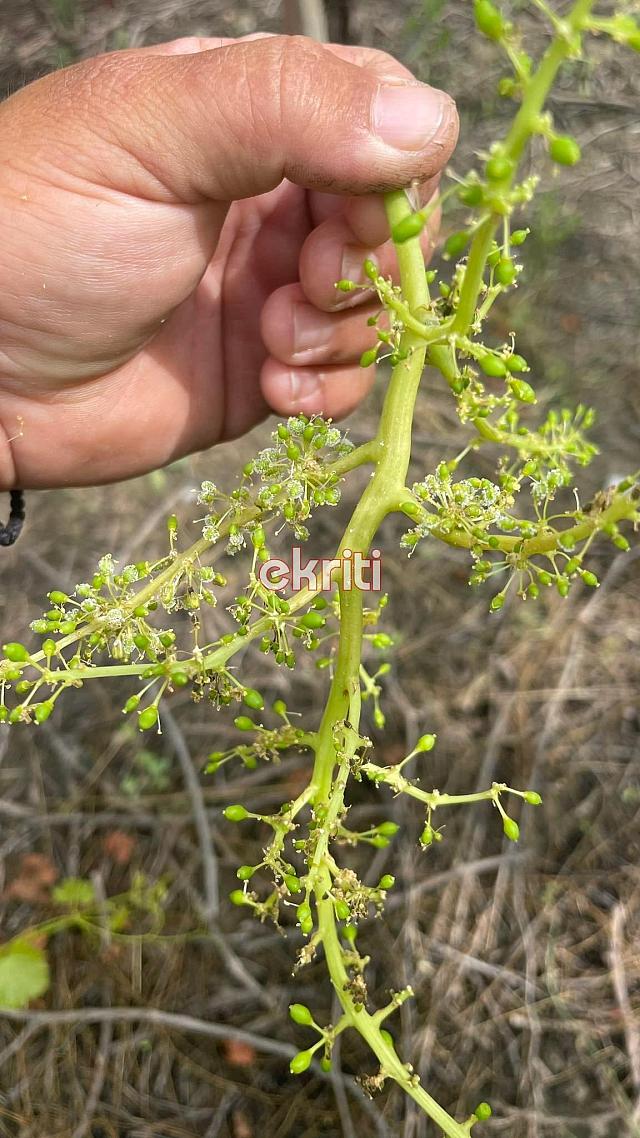 Περονόσπορος