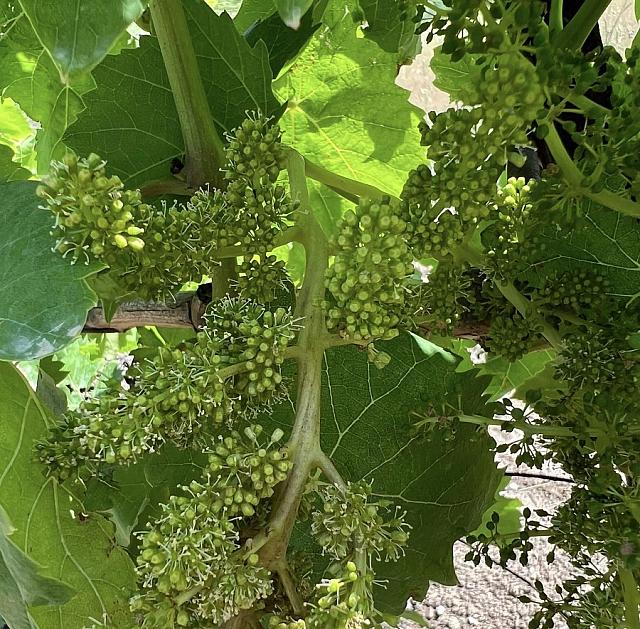 περονόσπορος