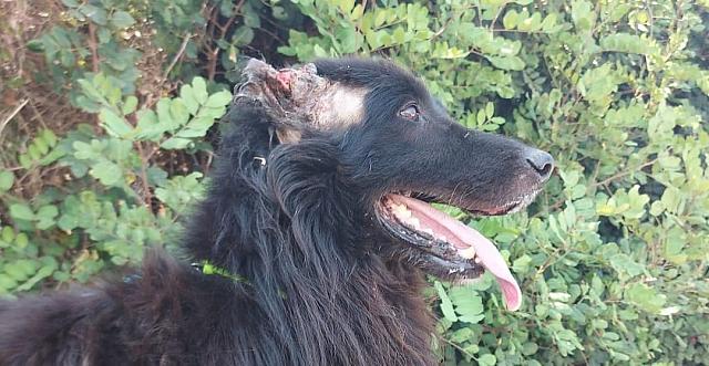 Κρήτη: Σοκάρει η νέα κακοποίηση σκύλου