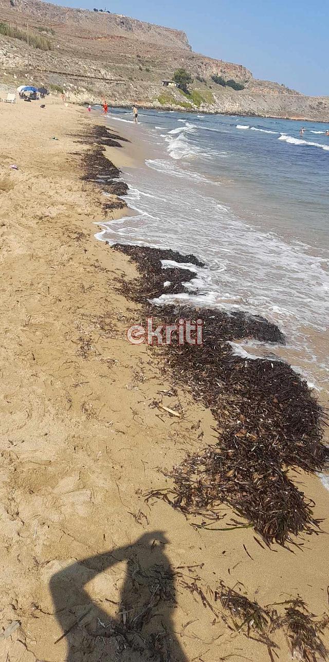 φύκια αρίνα