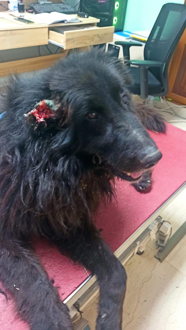 κακοποίηση σκύλου