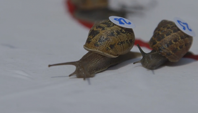 σαλιγκαρια