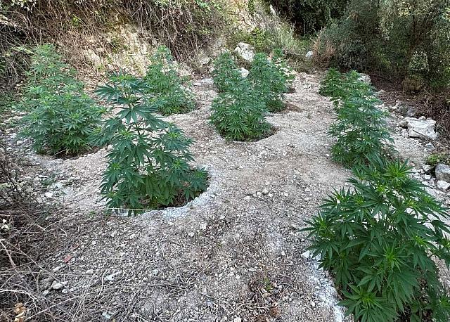 χασισοφυτεία