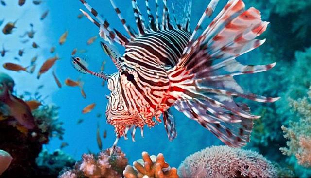 λεοντόψαρο