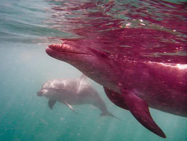 ΡΟΖ ΔΕΛΦΙΝΙΑ