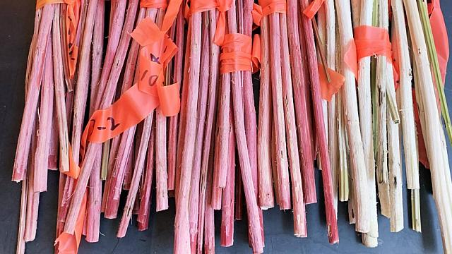 Το ξύλο των γενετικά τροποποημένων δέντρων έχει μια κοκκινωπή απόχρωση