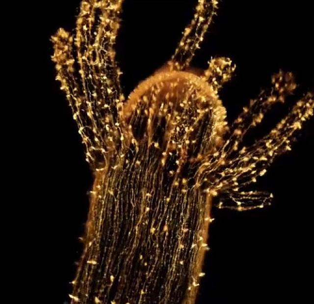 υδρακτινια