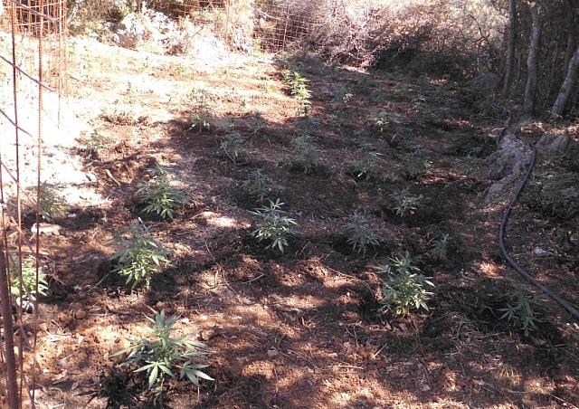 χασισοφυτεία